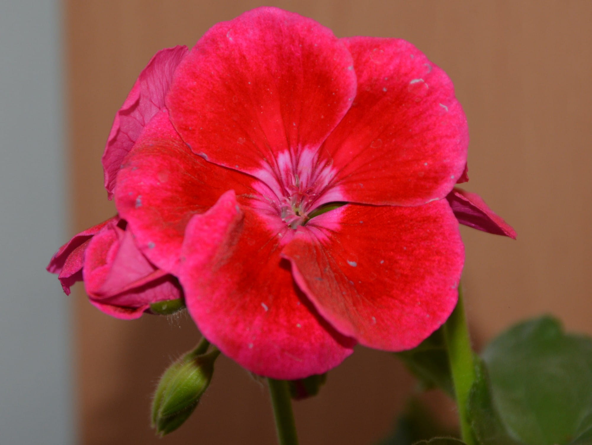 Pelargonia Falky Velvet sadzonka P9 - sklep internetowy