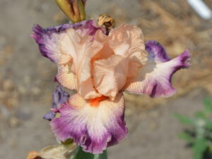 Irys Come Away with Me