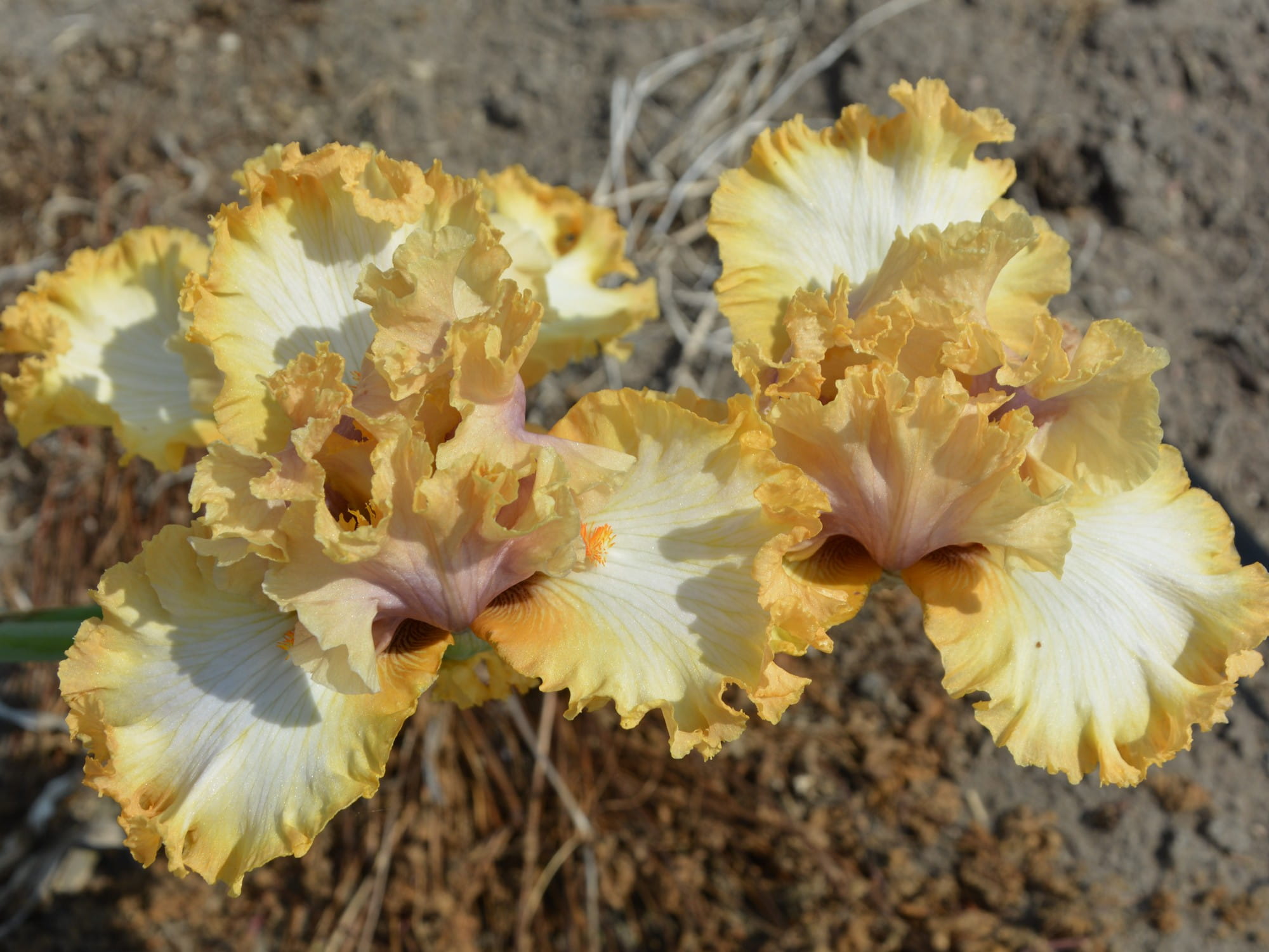 Irys bródkowy Good On Ya żółte kwiaty kłącze nr 659