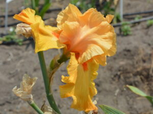 Irys bródkowy Magical Glow pomarańczowy kłącze nr 614