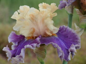 Kosaciec wielobarwny kwiat