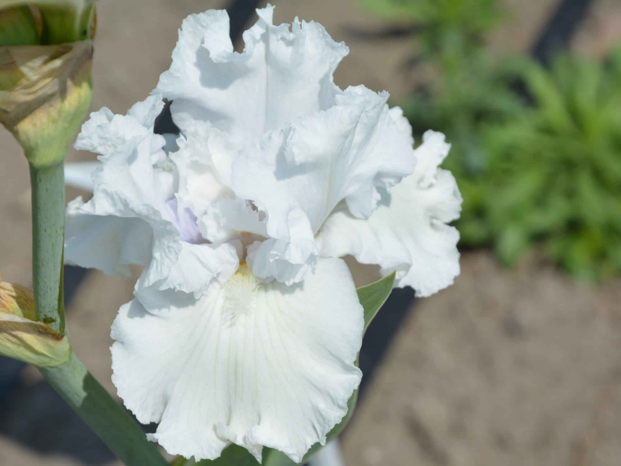 Irys bródkowy  Servin’ Up Sparkle – Kosaciec białe kwiaty nr 656