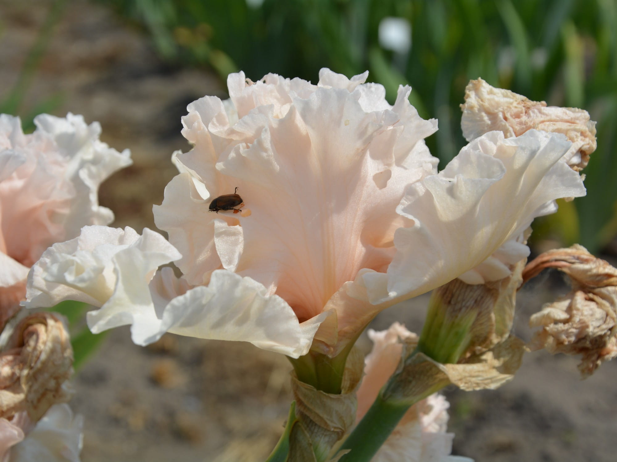 Irys bródkowy Sugar Street morelowe kwiaty kłącze nr 609