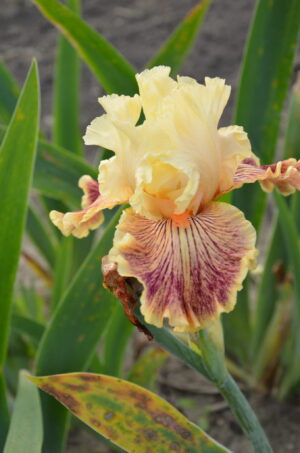 Irys bródkowy Girl Gone Wild pomarańczowe kwiaty kłącze nr 769