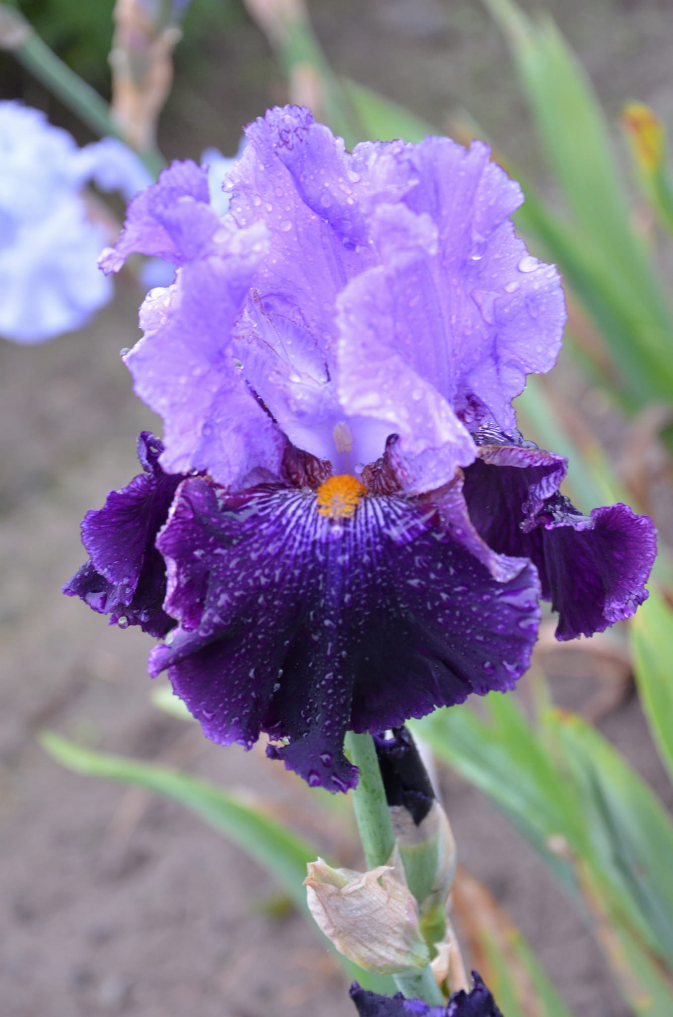 Irys bródkowy Henryk Sienkiewicz fioletowe kwiaty kłącze nr 759