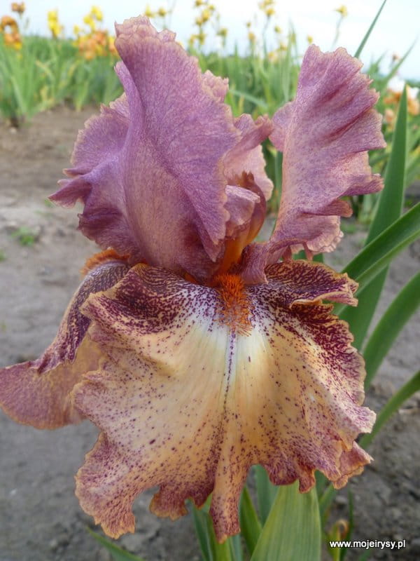 Irys bródkowy  Rosarita