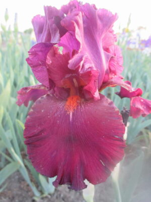 Irys bródkowy Picante czerwone kwiaty kłącze nr 686