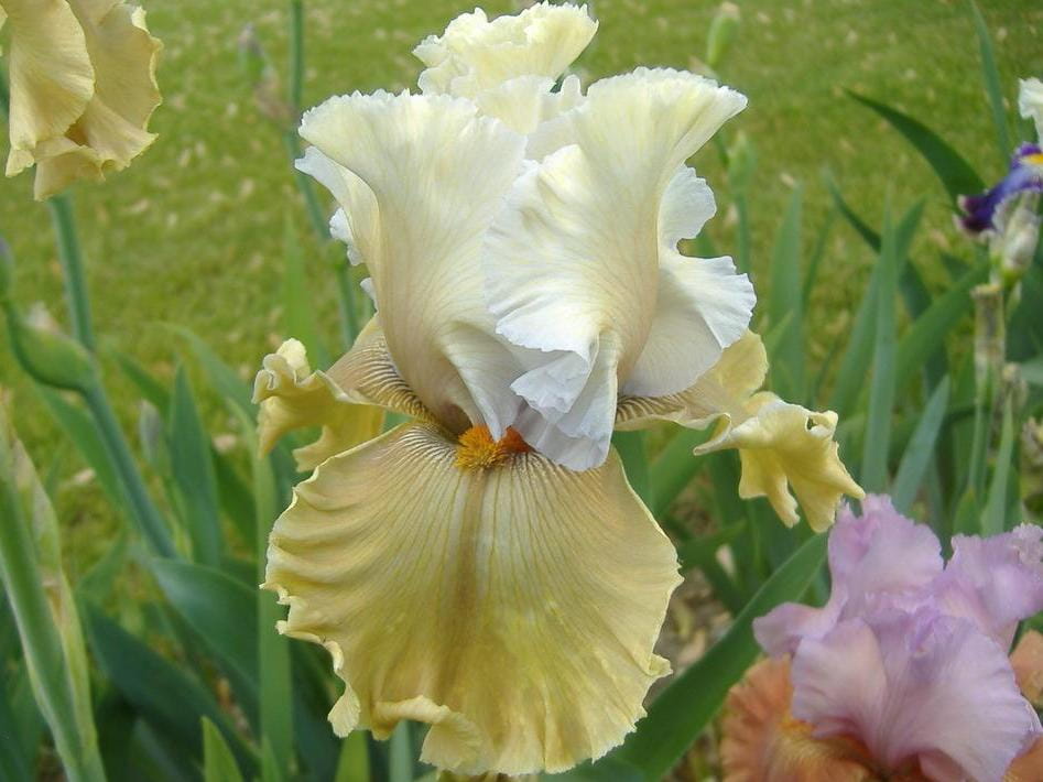 Irys bródkowy Out to Lunch żółte kwiaty kłącze nr 945