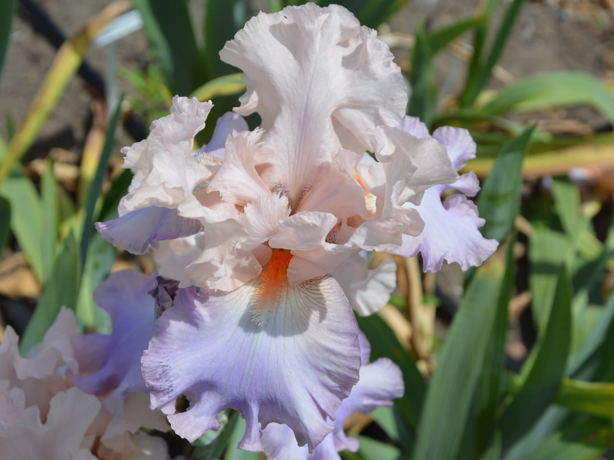 Irys bródkowy Celebration Song pastelowe kwiaty kłącze nr 426