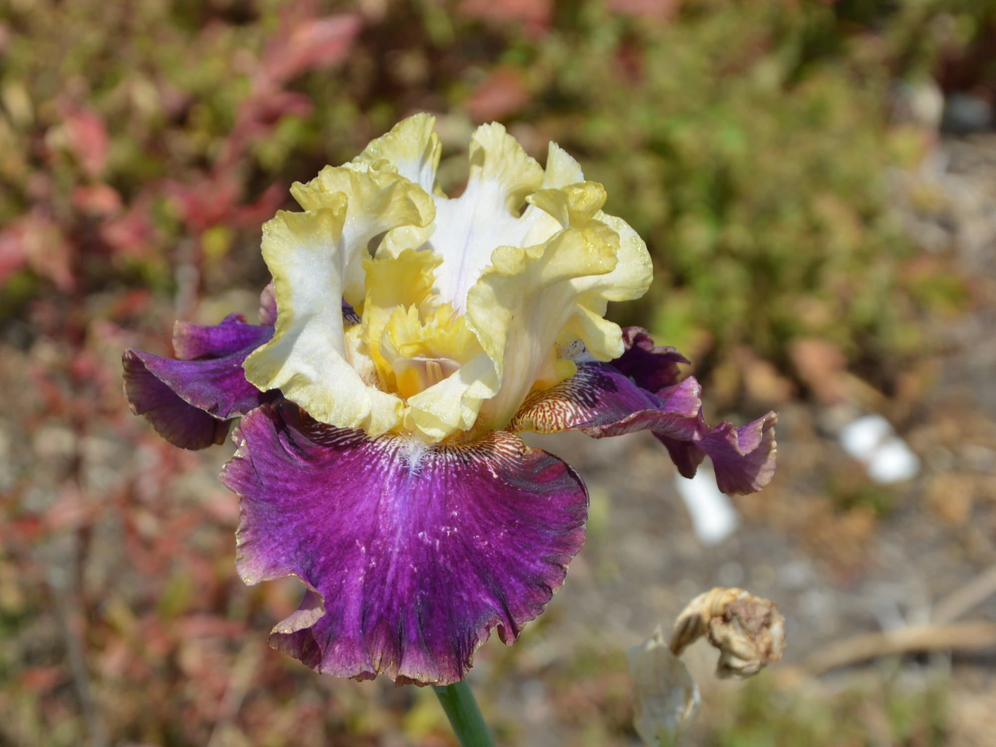 Irys bródkowy Jamaican Dream żółto-fioletowe kwiaty kłącze