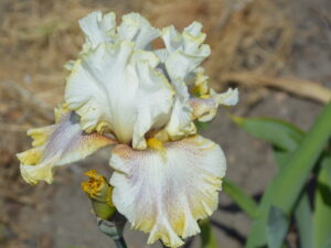Kremowe kwiaty irysa