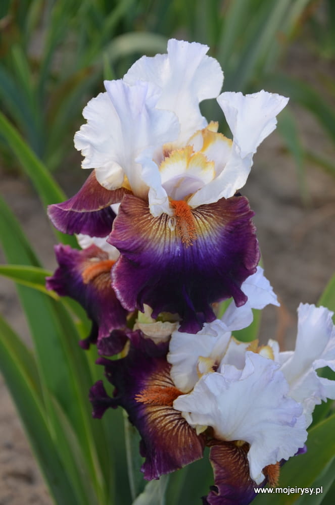 Irys bródkowy Connection biało-fioletowe kwiaty kłacze nr 793
