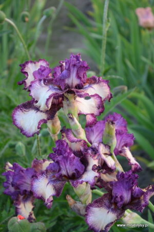 Irys bródkowy  Somersault kłącze fioletowy z białym środkiem