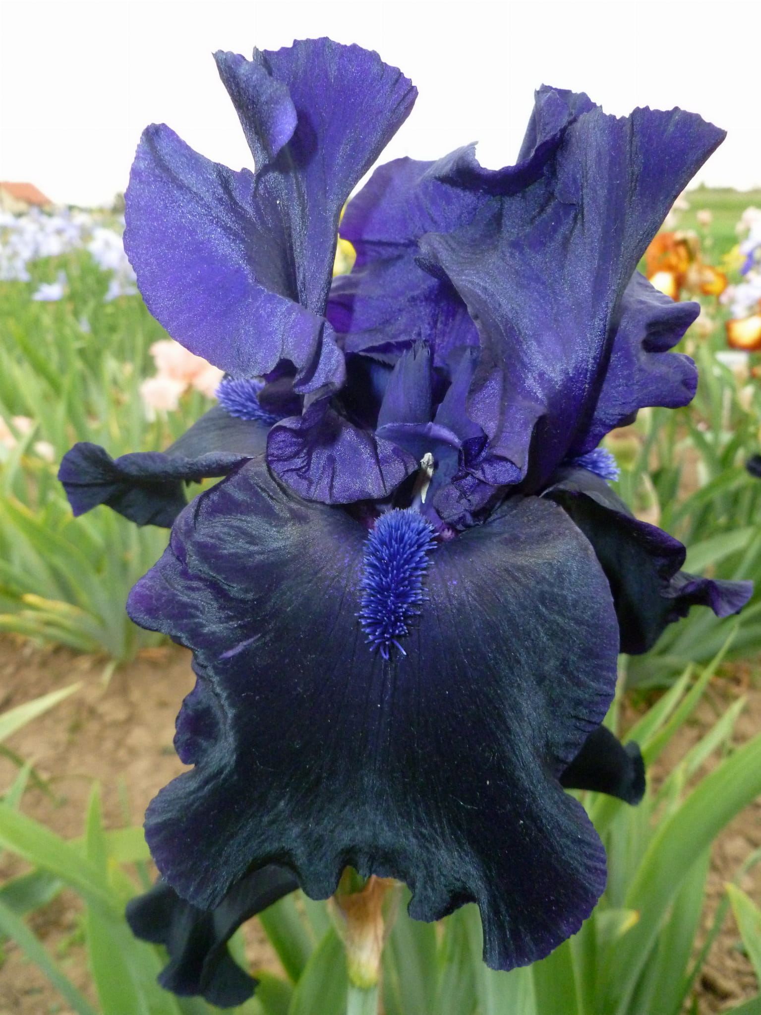 Irys bródkowy Blackout fioletowe kwiaty kłącze nr 408