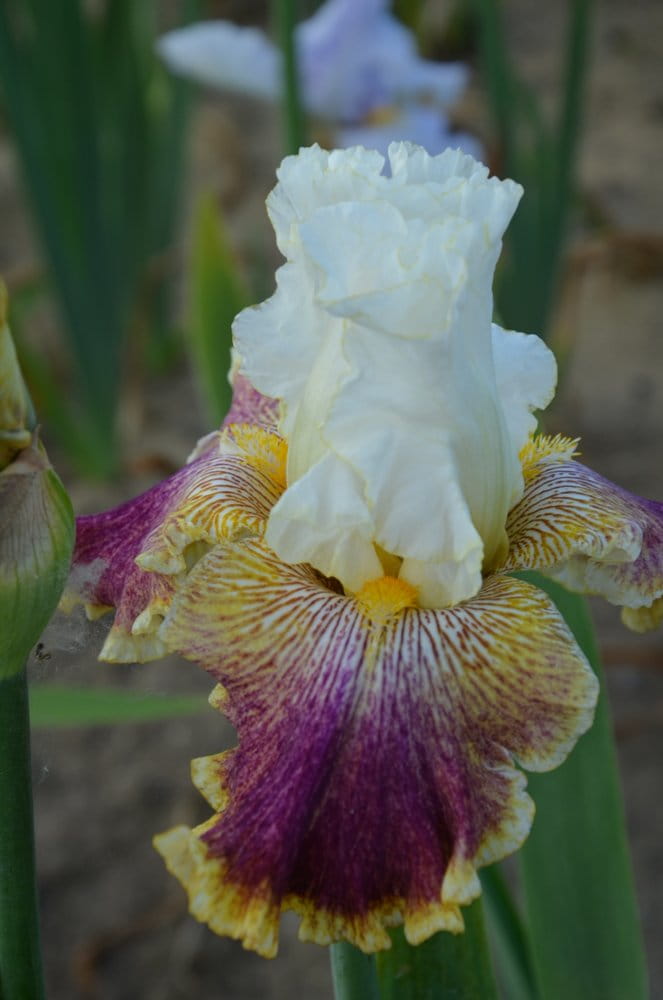 Irys bródkowy Sorlid Lives kłącze wielobarwny nr 415