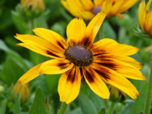 Rudbekia Sunbeckia Alicia żółta sadzonka P9 od 12.05.2025 r.