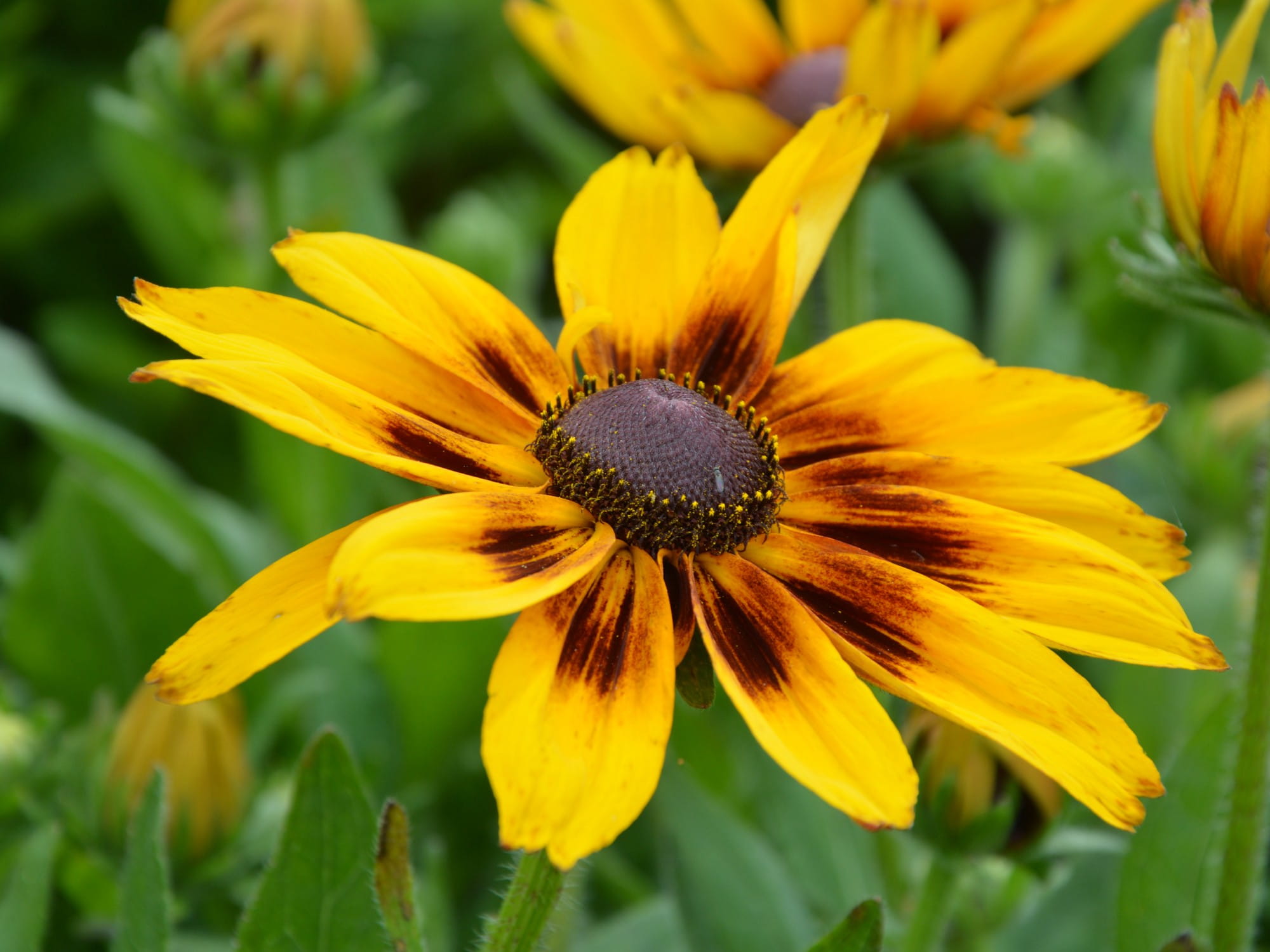 Rudbekia Sunbeckia Alicia żółta sadzonka P9 od 12.05.2025 r.