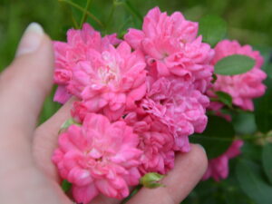 Róża okrywowa Lovely Fairy różowa P11