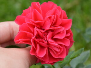 Róża okrywowa Merkury 2000 czerwona sadzonka P11