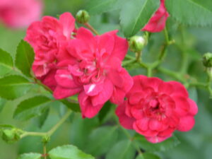 Róża okrywowa Red Fairy czerwona sadzonka P11