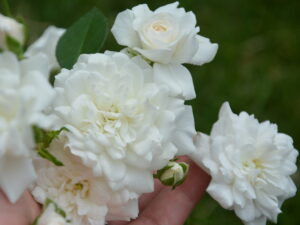 Róża okrywowa Sea Foam sadzonka P11 biała