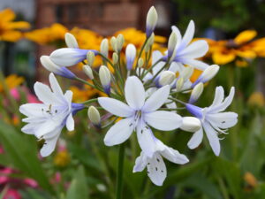 Agapant afrykański Twister sadzonka P9 biało-niebieskie kwiaty od 28.07.2025