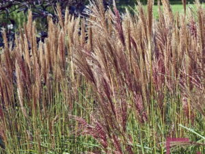 Trawa Miskant chiński Dronning Ingrid duża sadzonka P12 od 05.05.2025