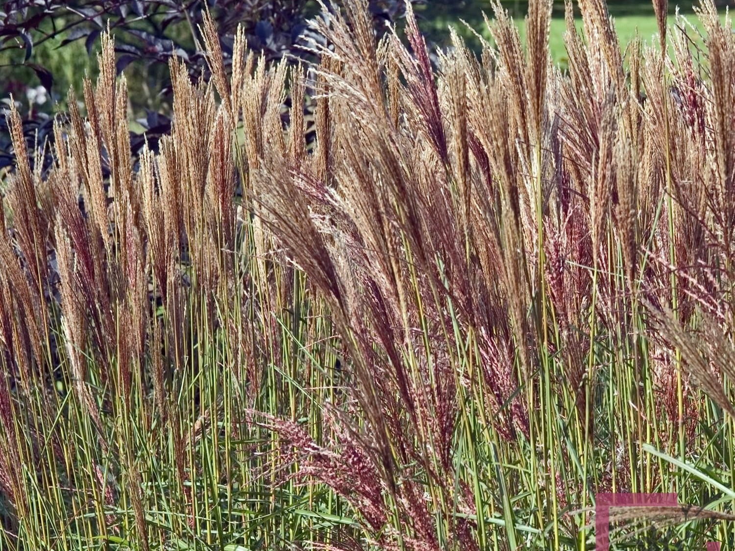Trawa Miskant chiński Dronning Ingrid duża sadzonka P12 od 05.05.2025