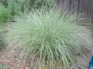 Trawa Miskant chiński Morning Light sadzonka P9 trawa ozdobna od 14.07.2025