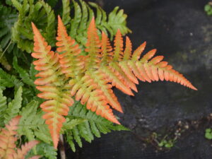 Paproć  jesienna Nerecznica czerwonozawijkowa Dryopteris erythrosora P9 od 14.07.2025