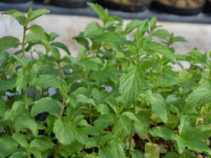 Mięta szwajcarska, bardzo intensywna - sadzonka ekologiczna