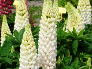 Łubin ogrodowy Polar Princess sadzonka P9 biały