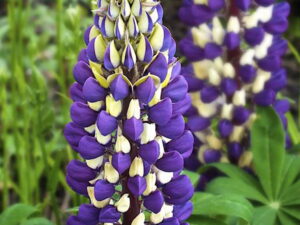 Łubin ogrodowy Purple Emperor sadzonka P9 fioletowy