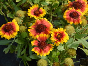 Gailardia oścista Spintop Red Starburst