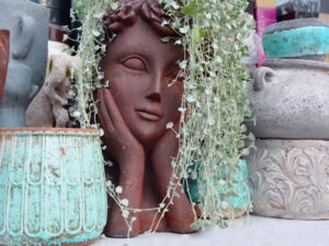 Dichondra srebrzysta wiszące pędy, srebrzyste liście duża donica AMPEL