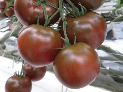 Ciemny pomidor