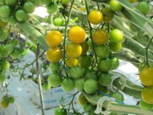 Żółty pomidor cherry