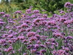 Werbena żyłkowana Venosa sadzonka P9 fioletowa odporne kwiaty