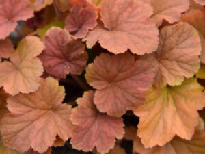 Żurawka - Heuchera 'Northern Exposure Amber' P9 pomarańczowa