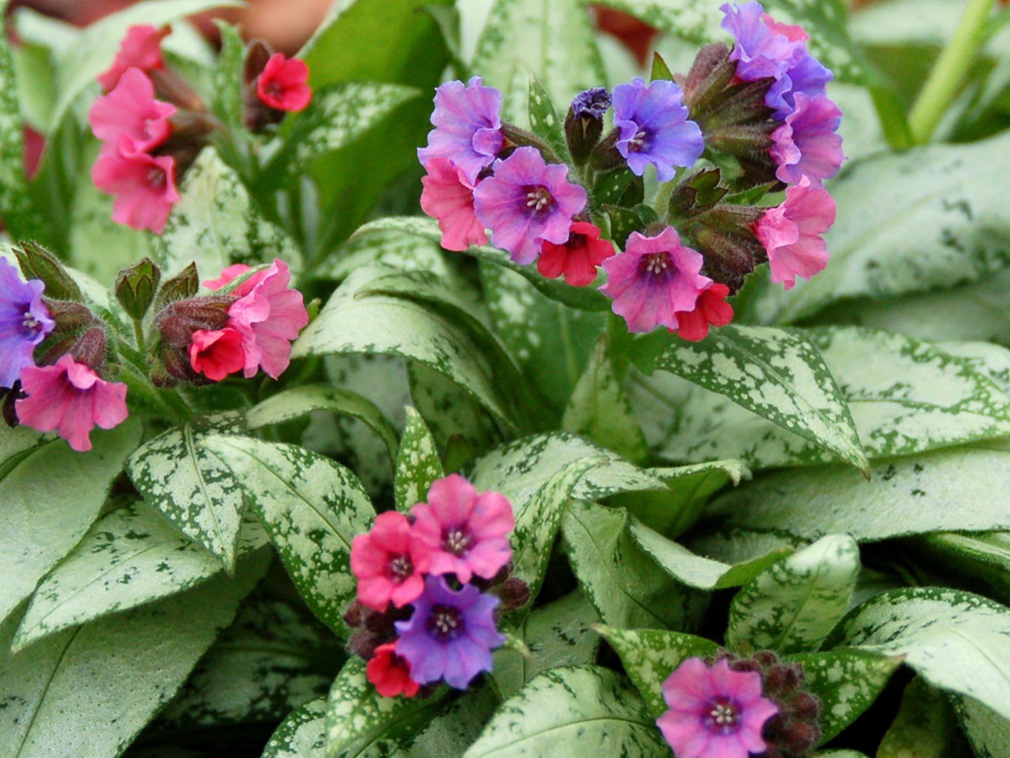 Miodunka 'Silver Bouquet’ P9 ozdobne liście i kwiaty od 28.07.2025