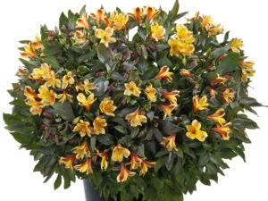 Alstremeria ogrodowa Summer Paradise Summer Breeze sadzonka P11 żółta