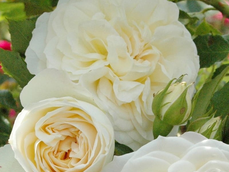 Róża wielkokwiatowa Friedenslicht sadzonka P11 kremowa biała od 30.03.2026