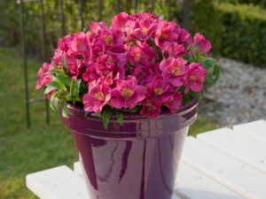 Alstremeria Louise sadzonka P11 fioletoworóżowa kwiaty na balkon