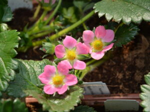 Truskawka pnąca-zwisająca na balkon, do pojemników - długo owocuje