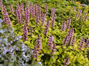 Dąbrówka rozłogowa 'Gold Chang'  sadzonka P9 złocisty dywan