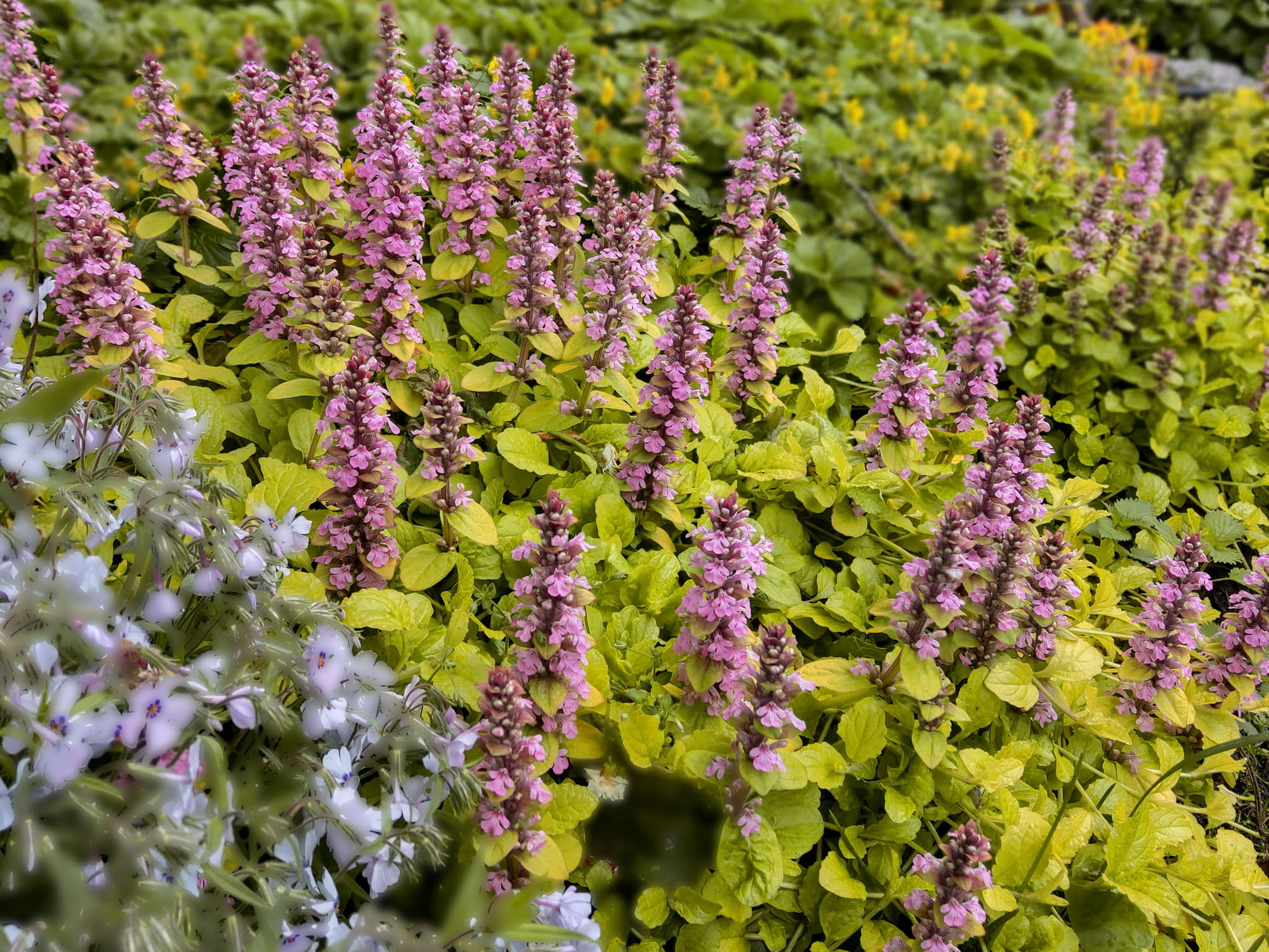 Dąbrówka rozłogowa 'Gold Chang’  sadzonka P9 złocisty dywan