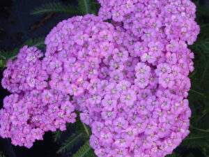 Krwawnik pospolity ozdobny 'Appleblossom' sadzonka P9 różowy