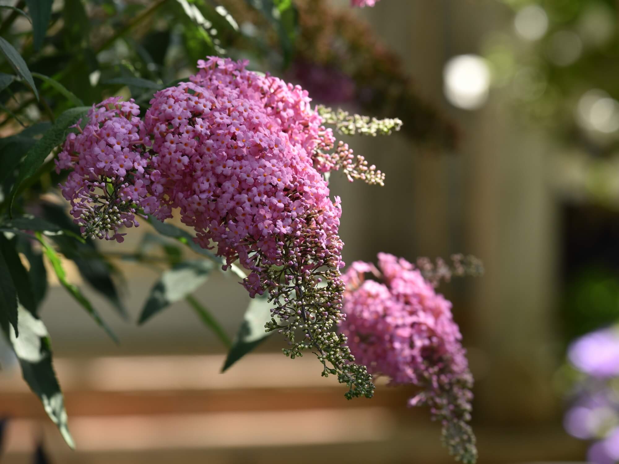 Budleja Davida 'Pink Cascade’ sadzonka P9 różowe kwiaty od 14.07.2025