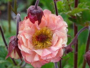 Kuklik zwisły 'Mai Tai' sadzonka P9 jasnoróżowy pastelowe kwiaty