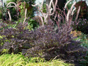 Pluskwica prosta Black Negligee sadzonka P9 jasnoróżowa